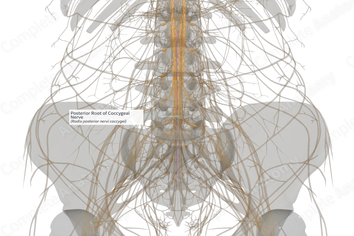Posterior Root of Coccygeal Nerve (Left)
