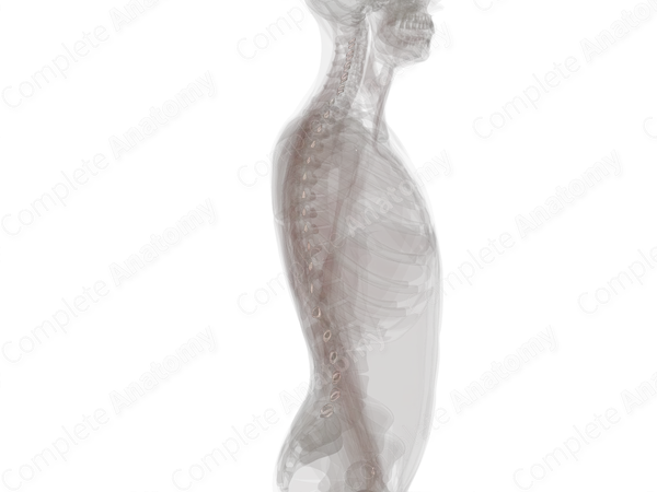 Zygapophyseal Joints