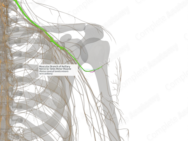 Muscular Branch of Axillary Nerve to Teres Minor Muscle (Left)