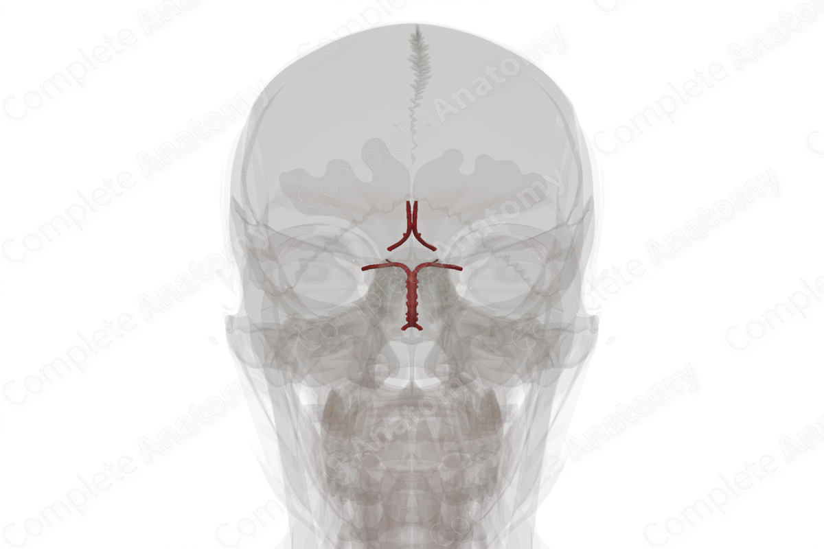 Cerebral Arterial Circle