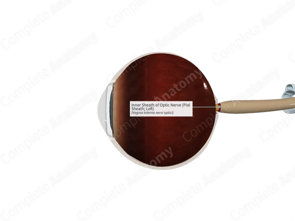 Inner Sheath of Optic Nerve (Pial Sheath; Left)