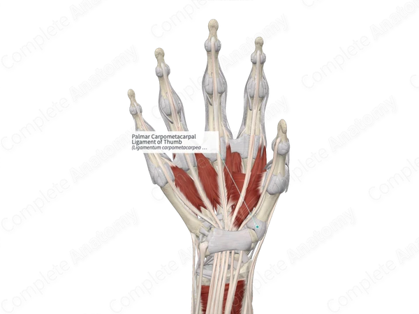Palmar Carpometacarpal Ligament of Thumb 