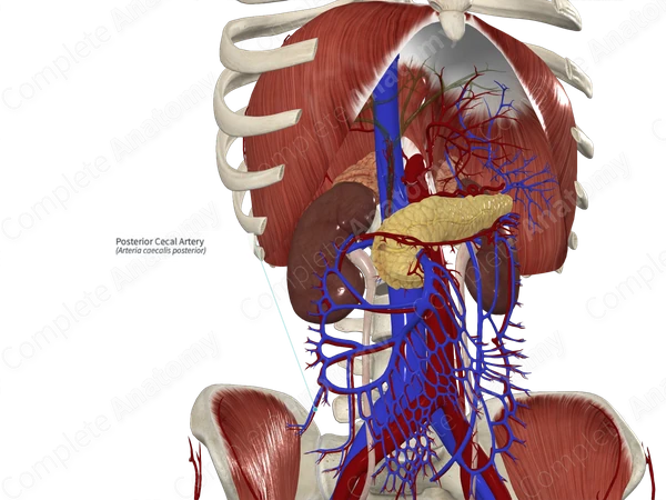 Posterior Cecal Artery