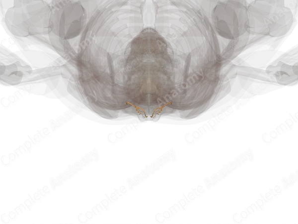 Coccygeal Nerves