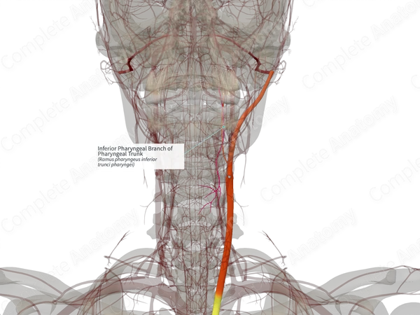 Inferior Pharyngeal Branch of Pharyngeal Trunk (Right)