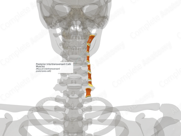Posterior Intertransversarii Colli Muscles (Right)