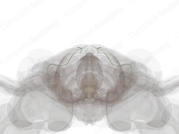 Deep Lymph Vessels of Abdominal Wall