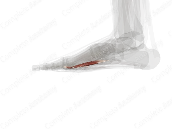 Adductor Hallucis (Left)