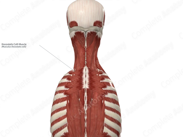Iliocostalis Colli Muscle