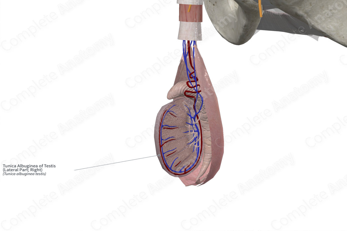 Tunica Albuginea of Testis (Lateral Part; Right)