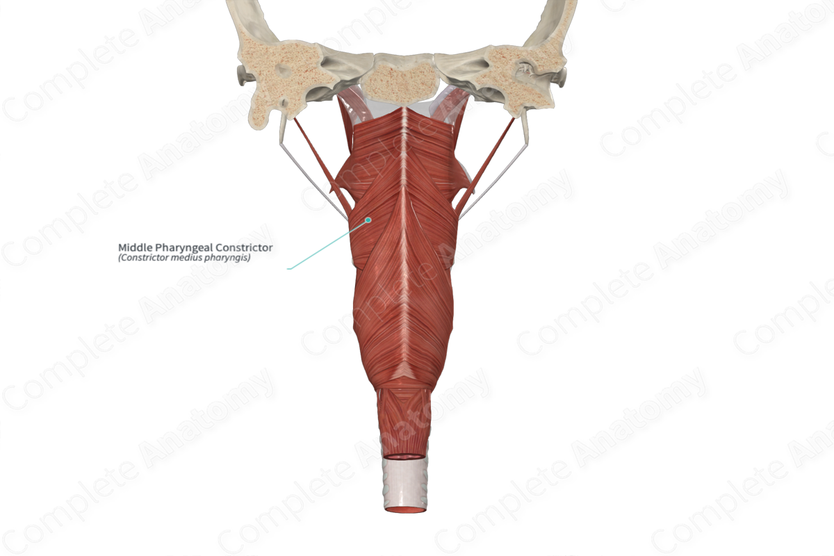 Middle Pharyngeal Constrictor 