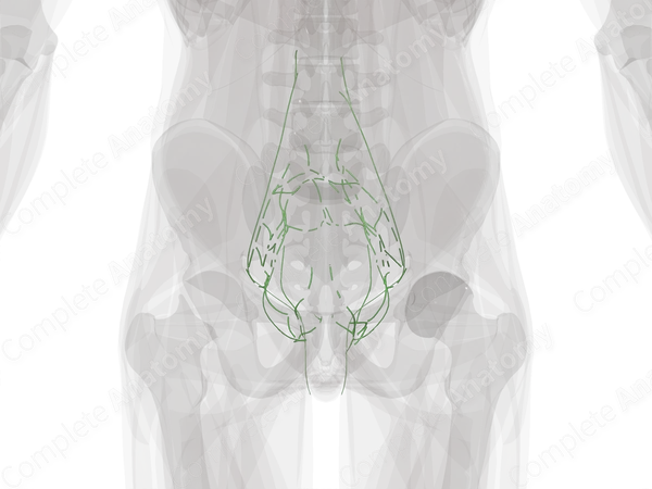 Pelvic Lymph Vessels
