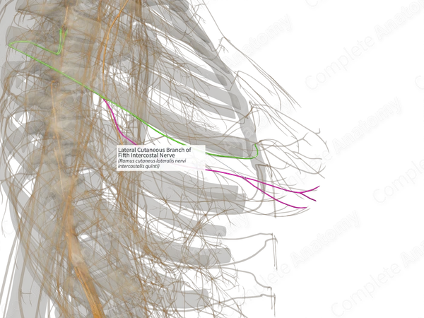Lateral Cutaneous Branch of Fifth Intercostal Nerve (Right)