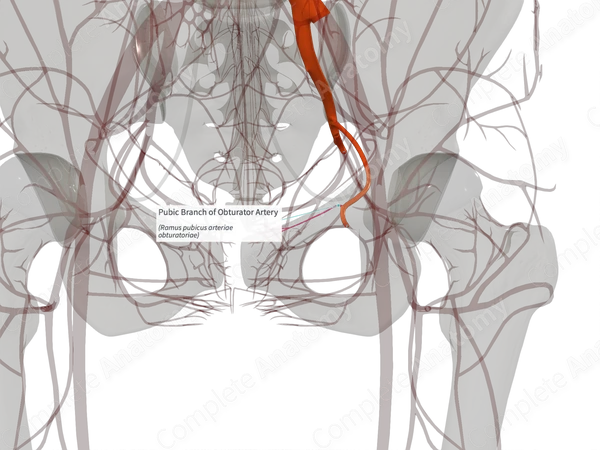 Pubic Branch of Obturator Artery (Right)