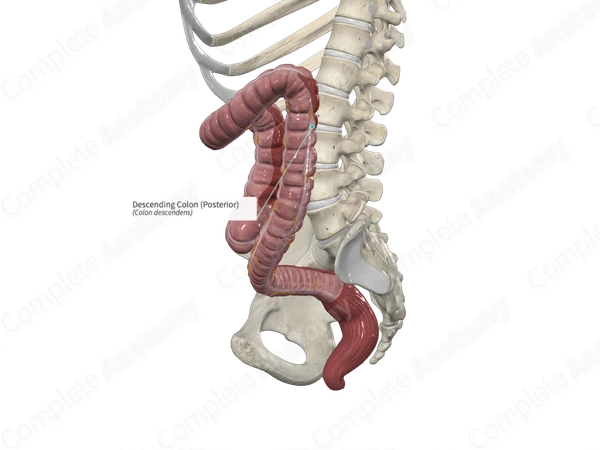Descending Colon (Posterior)