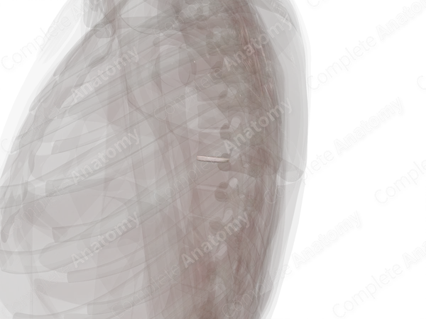 Intervertebral Symphysis (T7-T8)