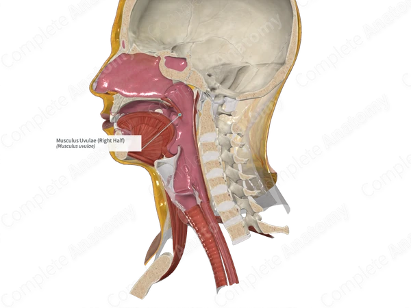 Musculus Uvulae (Left Half)