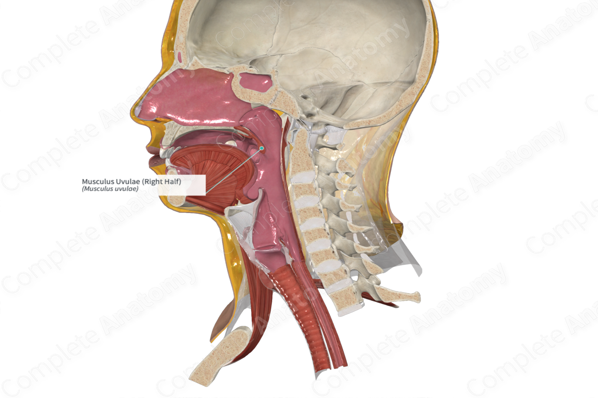 Musculus Uvulae (Left Half)
