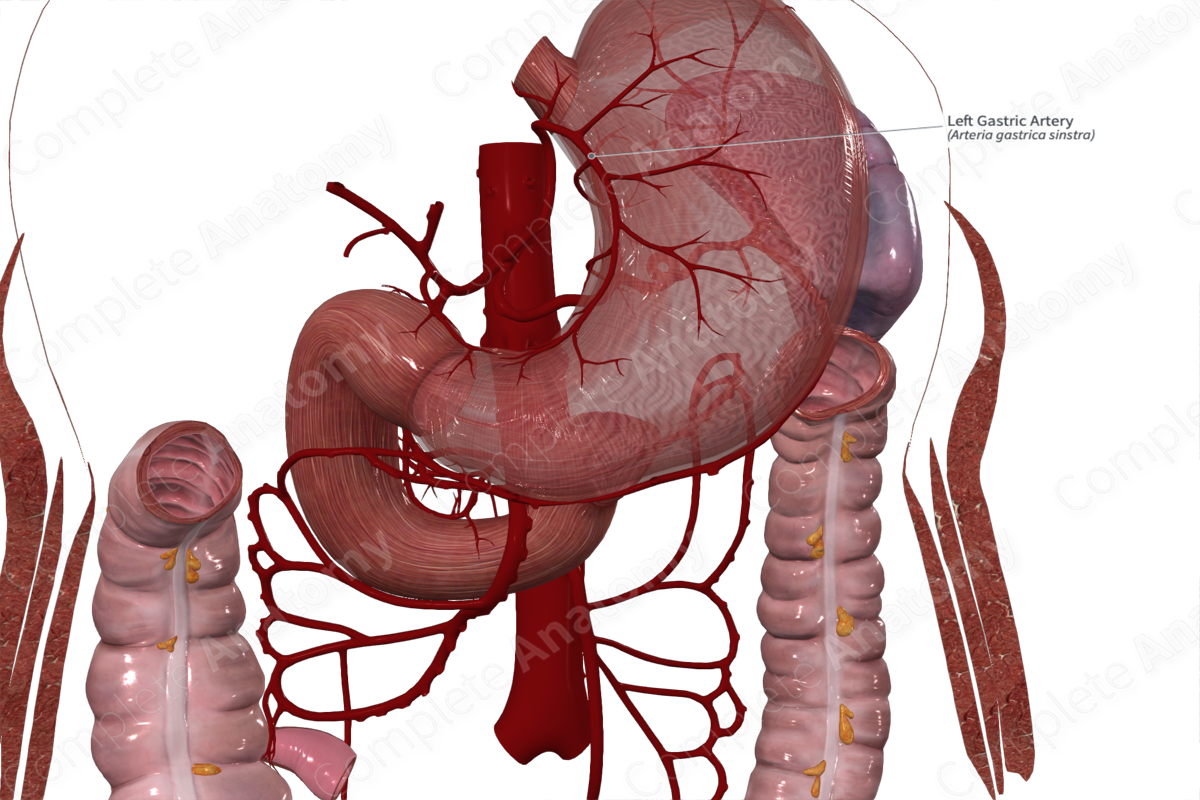 Left Gastric Artery