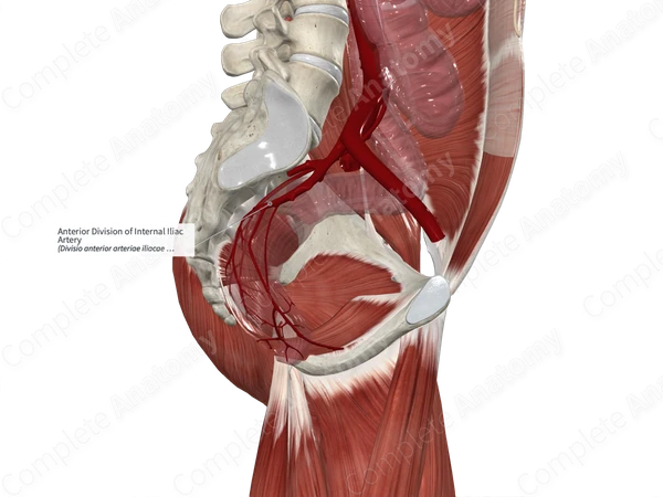Anterior Division of Internal Iliac Artery
