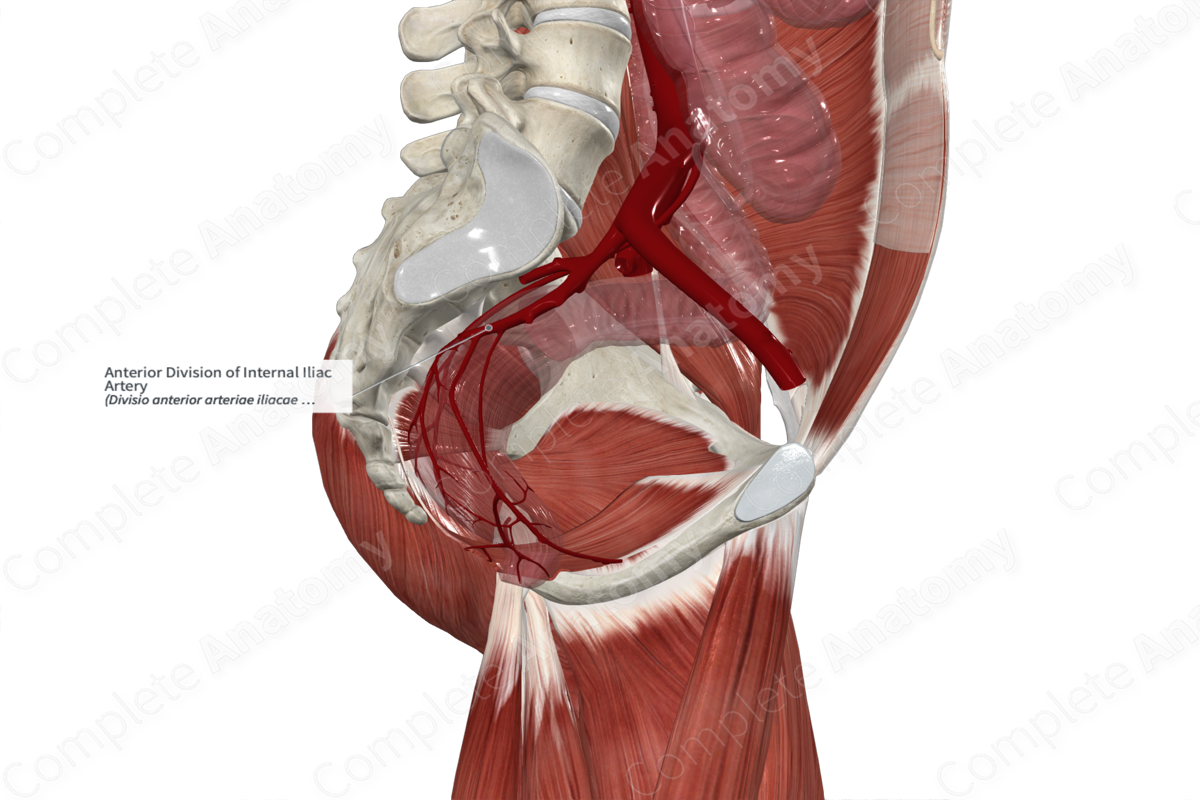 Anterior Division of Internal Iliac Artery 
