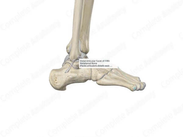 Distal Articular Facet of Fifth Metatarsal Bone