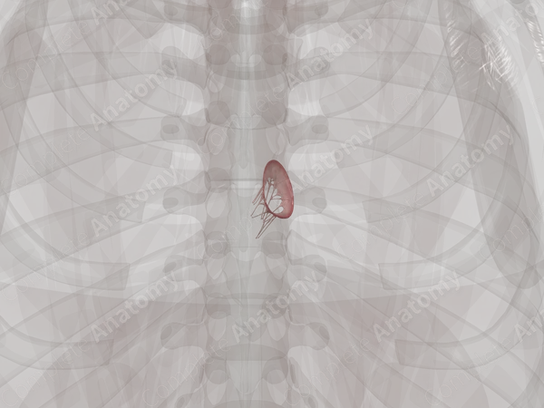 Right Atrioventricular Valve