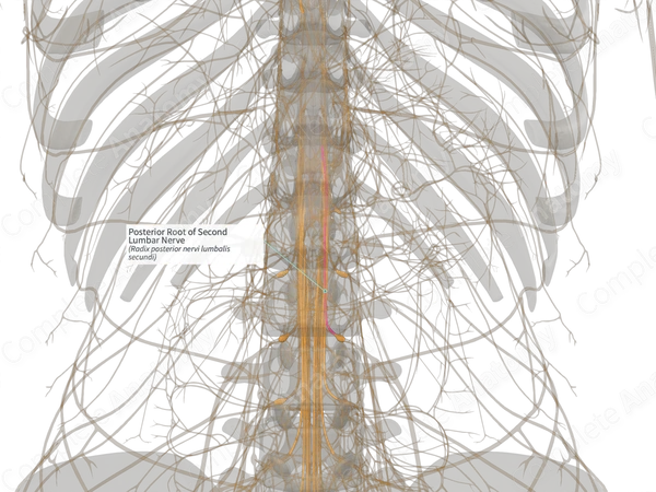 Posterior Root of Second Lumbar Nerve (Right)