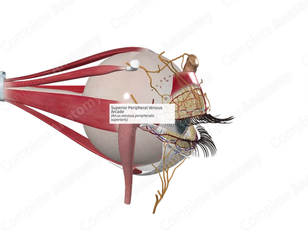 Superior Peripheral Venous Arcade