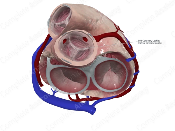 Left Coronary Leaflet