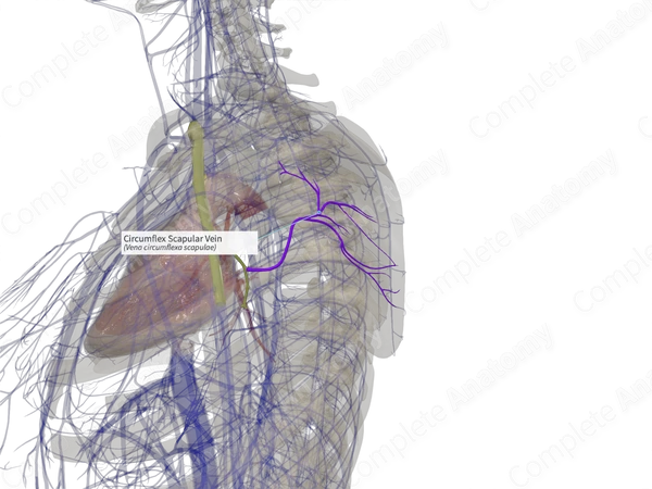 Circumflex Scapular Vein (Right)