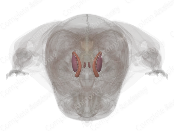 Corpus Striatum