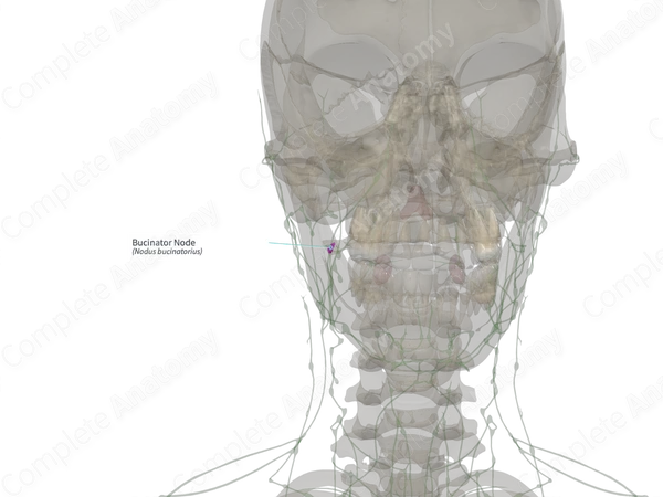 Bucinator Node (Right)