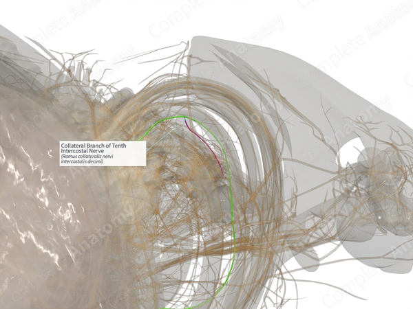 Collateral Branch of Tenth Intercostal Nerve (Right)