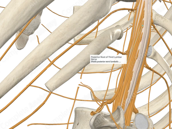 Posterior Root of Third Lumbar Nerve