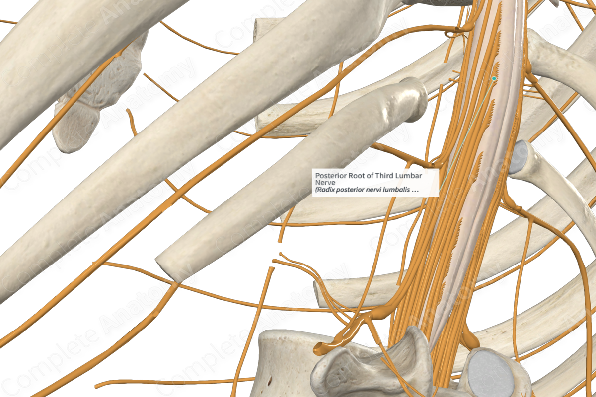 Posterior Root of Third Lumbar Nerve 