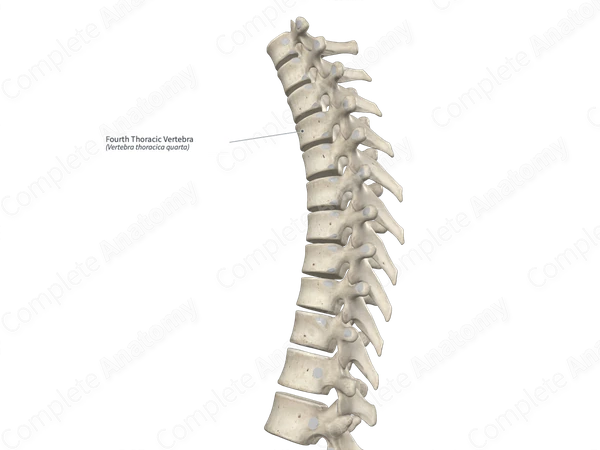 Fourth Thoracic Vertebra