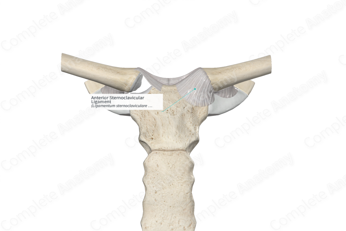 Anterior Sternoclavicular Ligament 