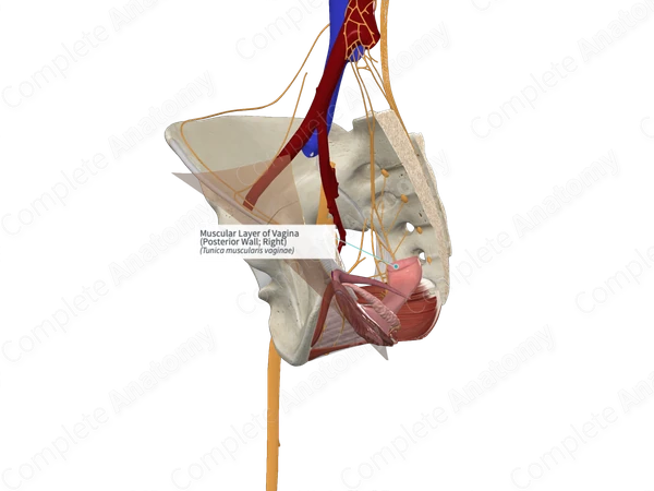 Muscular Layer of Vagina (Posterior Wall; Right)