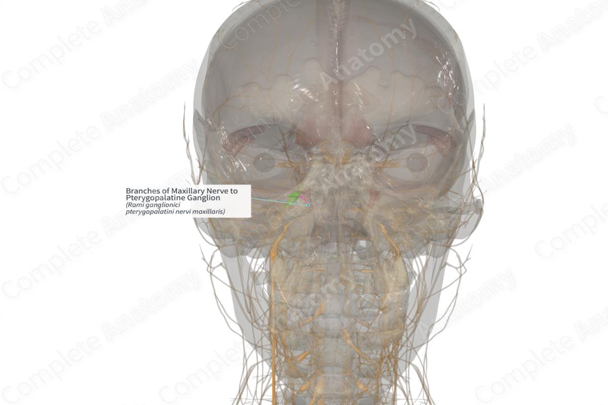 Branches of Maxillary Nerve to Pterygopalatine Ganglion (Left)
