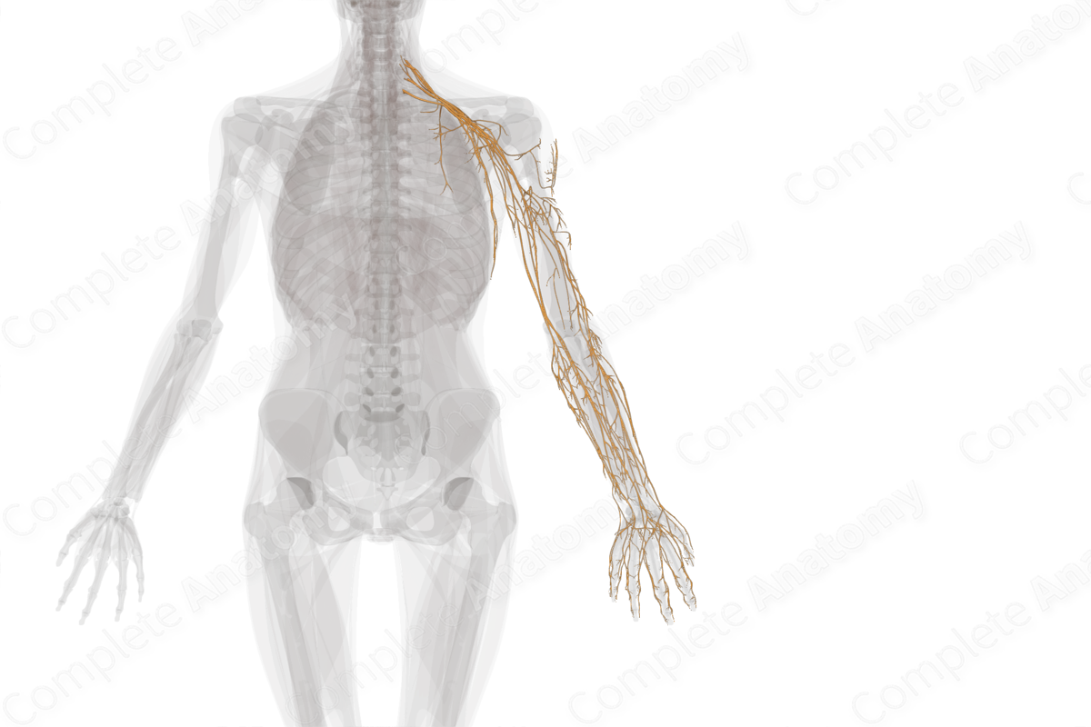 Nerves of Upper Limb (Left)