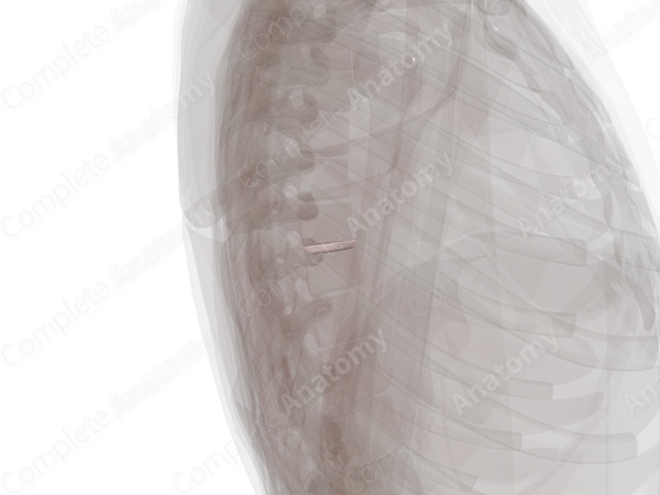Intervertebral Symphysis (T8-T9)