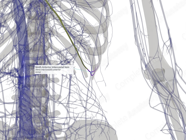 Ninth Anterior Intercostal Vein (Right)