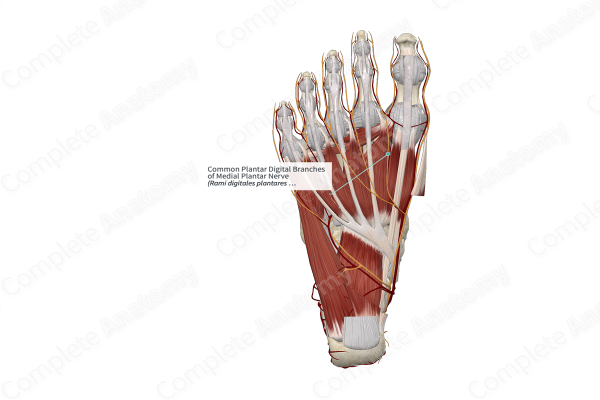 Common Plantar Digital Branches of Medial Plantar Nerve 