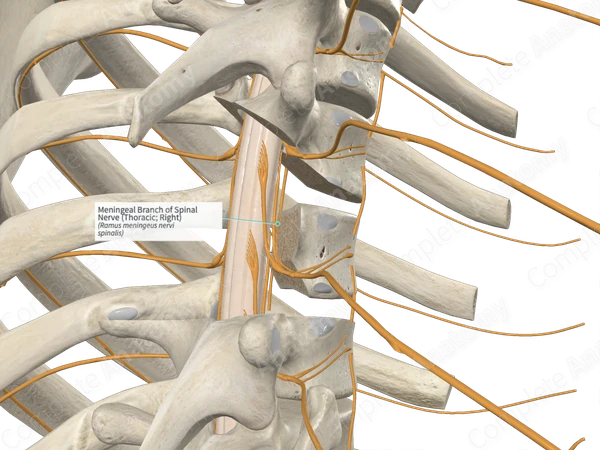 Meningeal Branch of Spinal Nerve (Thoracic; Right)
