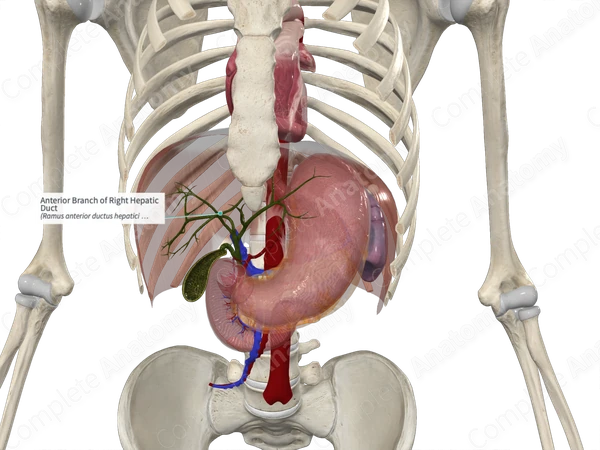 Anterior Branch of Right Hepatic Duct