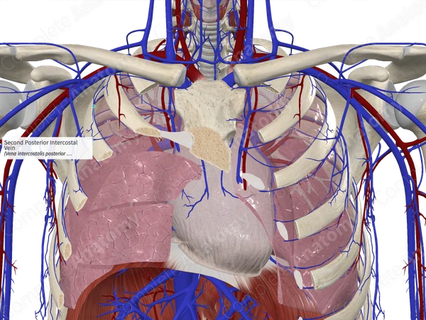 Second Posterior Intercostal Vein