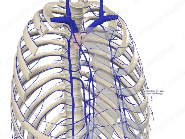 Hemiazygos Vein
