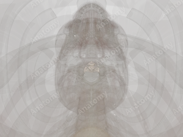 Median Atlantoaxial Joint