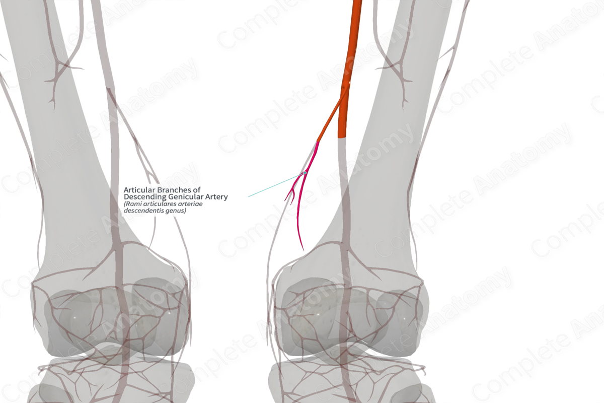 Articular Branches of Descending Genicular Artery (Left)